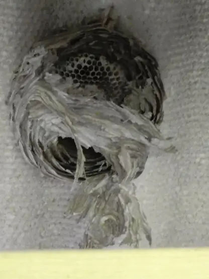 Im alten Nebengebäude. Geplündertes Hornissen Nest.