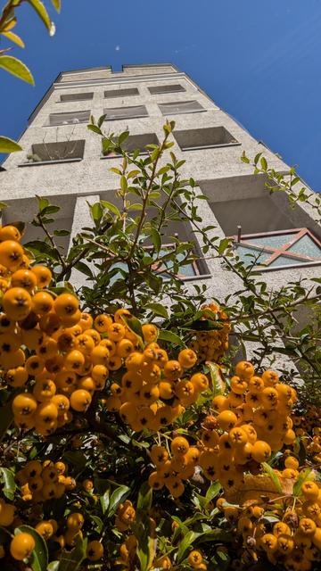 Sanddorn fressen grauen Betonblock auf, der einsam in den blauen Himmel ragt.