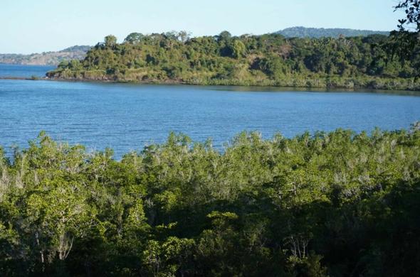Vue de la mangrove sur le site d’Ironi Bé.