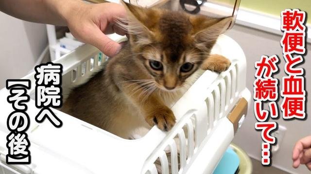 子猫の軟便・血便の原因は？病院でわかった意外なこと