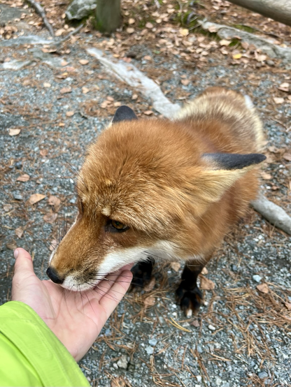 I’m hand feeding a beautiful red fox