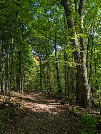 Photo of a forest trail disappearing in the distance. Canopy is green overhead. Maple trees to either side of the trail. A splash of morning sunlight illuminates a patch of the trail ahead and the trunk of a large maple foreground right.