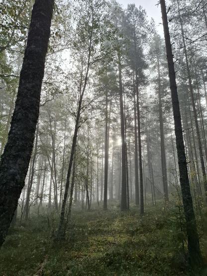Puita aamu-usvaisessa metsässä.