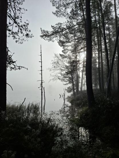 Ojan suu lammin reunalla. Vettä reunustavat puut ja vedestä törröttää kuivahtaneita pikkupuita. Vesi, vastaranta ja taivas sulautuvat yhdeksi aamun usvassa.