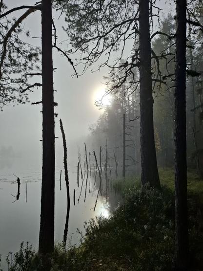 Vettä reunustavat puut ja vedestä törröttää kuivahtaneita pikkupuita. Vesi, vastaranta ja taivas sulautuvat yhdeksi aamun usvassa. Puiden takaa paistaa aurinko usvan lomasta.