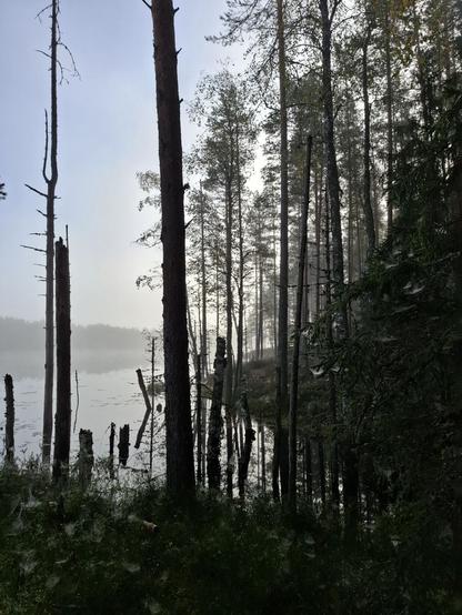Ojan suu lammin reunalla. Vettä reunustavat puut ja vedestä törröttää kuivahtaneita pikkupuita. Veden päällä hieman usvaa, vastaranta ja taivas erottuvat kuitenkin jo.