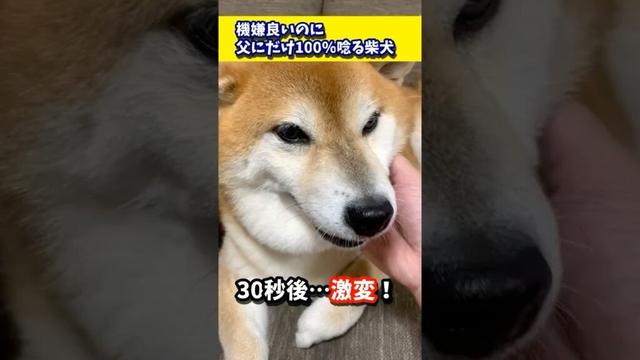 機嫌良いのに父にだけ100％唸る柴犬 #shibadog #柴犬 #sibainu  #犬のいる生活 #shorts