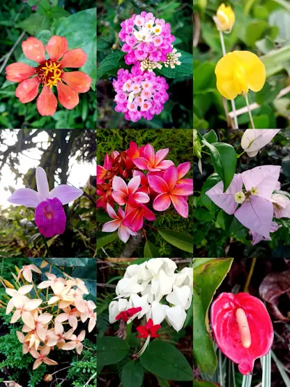 a collage of nine close-up photos of different kinds of flowers growing at Finca Del Soul