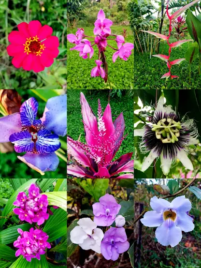 a collage of nine more close-up photos of nine more different kinds of flowers growing at Finca Del Soul