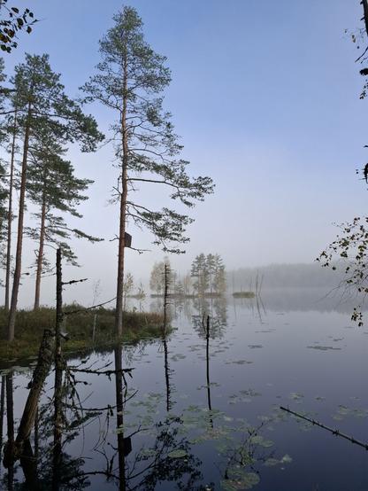Luutalammi. Veden päällä vielä häivähdys usvaa. Etualalla lumpeita ja muutama mänty, joista yhdessä linnunpönttö. Taustalla pieni saari muutamine puineen ja vastarantaa, jossa metsää.