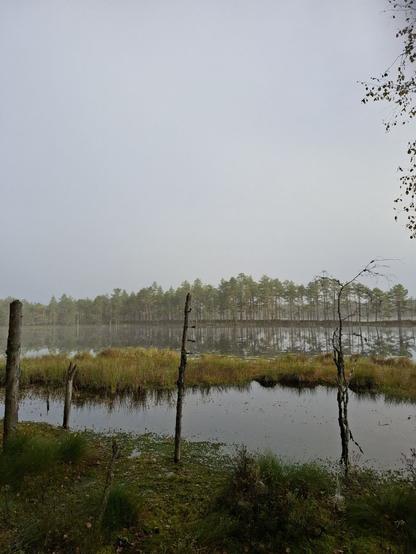 Soista lammin reunaa. Vedessä nököttää kuivahtaneita puita. Taustalla niemenkärkeä, jossa mäntymetsää.