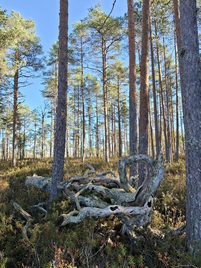 Hieno käppyräinen ja koloinen kelopuu mäntymetsän varvikossa.
