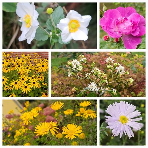 Top left: Anemone hupehensis 'Whirlwind', open white flowers with a prominent bright yellow ring of stamens. 
Top right: Rosa 'Global Waterer', semi-double flowers in bright pink. 
Middle left: The yellow flowers with their dark brown centre of Rudbeckia fulgida deamii are still going strong. 
Middle right: small white flowers of Heptacodium miconioides, the main part of the shrub got storm damage, but a few liwer twigs survived. 
Bottom left: dark yellow daisy-like flowers of Crysopsis speciosa, quite tall and difficult to take a picture of.
Bottom right: Aster dumosus 'Himmelblau', a pale purplish-blue variety.