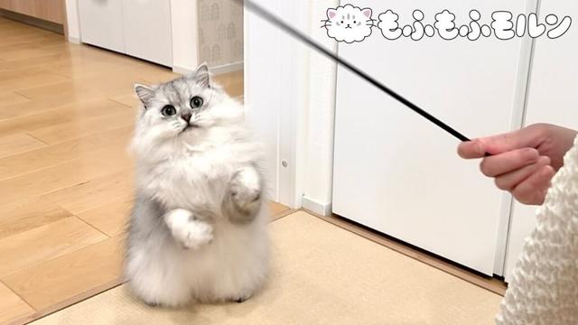 猫が気になっているのは… 【サイベリアン】