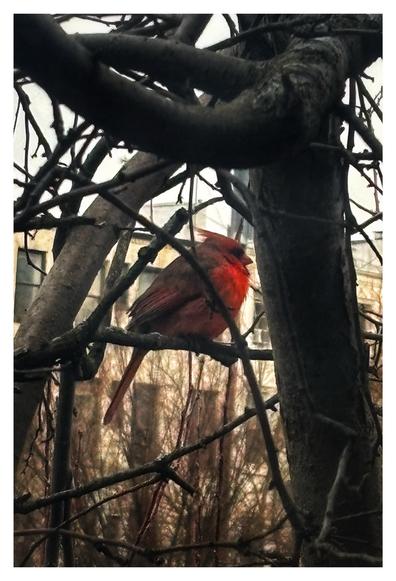 Photo of a plump, red Northern Cardinal perched among the bare branches of a tree, with the windows of a low-rise apartment building in the background.