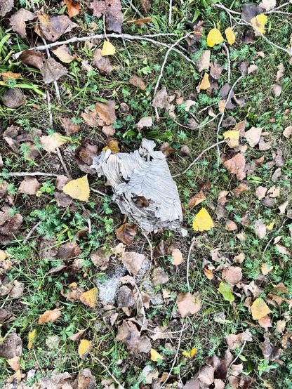 A paper wasp nest lies on the ground