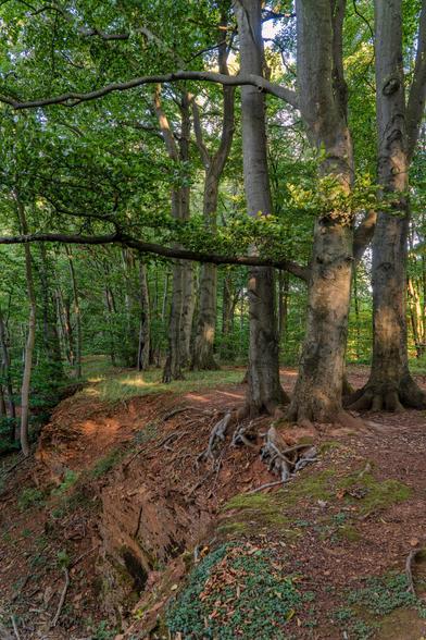 Das Bild zeigt eine Szene in einem Laubwald, dominiert von hohen Bäumen mit dicken Stämmen und dichtem, grünem Blätterdach, wahrscheinlich Buchen.
Detaillierte Bildbeschreibung
Vordergrund und Boden
Der Vordergrund ist durch einen steilen, erodierten Abhang gekennzeichnet, der einen tiefroten bis orange-braunen Ton- oder Lehmboden freilegt. Die Kante dieses Abbruchs ist uneben. Oben auf diesem Abhang stehen die Bäume, deren massive Wurzeln teilweise freigelegt und sichtbar über den braunen Waldboden kriechen. Der Boden selbst ist eine Mischung aus Erde, Moos, und herabgefallenem Laub. Im untersten Teil des Bildes bedeckt ein Teppich aus niedrig wachsenden, dunkelgrünen Pflanzen den Boden.
Bäume und Vegetation
Auf der rechten Seite und in der Mitte stehen mehrere sehr große, alte Bäume mit glatten, graubraunen Stämmen, die im oberen Bereich in dichtes Blattwerk übergehen. Durch die Beleuchtung wirken ihre Stämme besonders markant und heben sich vom Hintergrund ab. Links von diesen Hauptbäumen erstrecken sich weitere, schlankere Bäume in die Tiefe des Waldes.
Licht und Atmosphäre
Die Beleuchtung deutet auf einen späten Nachmittag oder frühen Morgen hin, da das Licht weich, aber an einigen Stellen intensiv ist und lange Schatten wirft. Es gibt einen hellen, fast goldenen Schimmer, der den Boden auf der Kuppe des Abhangs sowie die Stämme auf der rechten Seite beleuchtet, was einen starken Kontrast zum schattigeren Waldinneren erzeugt. Die Atmosphäre ist ruhig, natürlich und leich