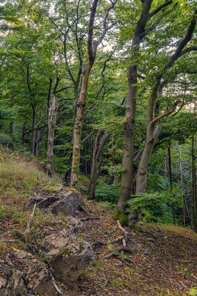 Ein Blick in einen Hangwald, der von alten Buchen dominiert wird. Die Stämme sind massiv und tragen das lebendige Grün der Baumkronen. Im Vordergrund prägen große Felsbrocken und eine Mischung aus Moos und trockenem Gras das Terrain. Man sieht, wie die Natur kämpft und gewinnt: die Wurzeln der Bäume krallen sich in den Hang. Perfekt für einen Spaziergang abseits der Hauptwege!
