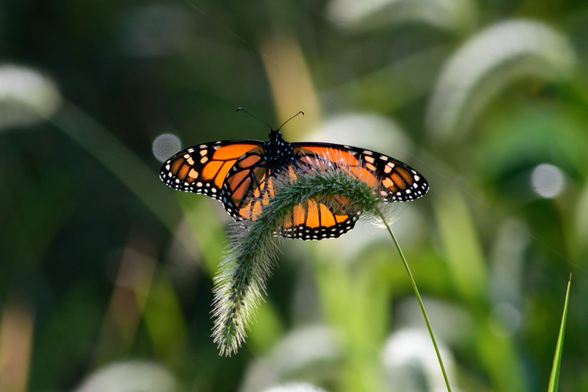 A female Monarch butterfly perches on an arched Foxtail bloom, its tiny bristles glistening with morning dew. Her wings are a deep orange with black borders and thick veins, and white spots along the edges.