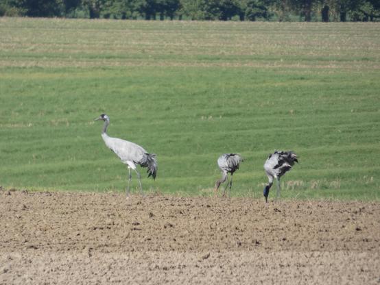 Drei Kraniche stehen auf einem Acker. Einer links geht zur Seite, zwei picken (Saat?). Man sieht vorne umgepflugten Boden, achtern grün. Ganz im Hintergrund Bäume.