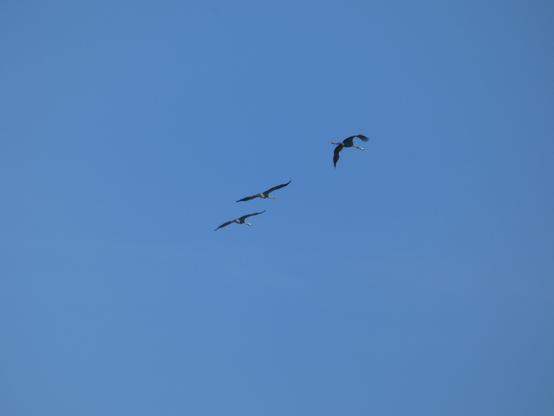Drei fliegende Kraniche (von der Kamera weg) im blauen, wolkenlosen Himmel. Man sieht die einzelnen Schwungfedern teils.