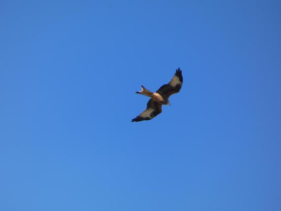 Ein fliegender Rotmilan (?) im blauen, wolkenlosen Himmel. Er fliegt von der Kamera weg. Man erkennt die verschiedenen Federfarben.