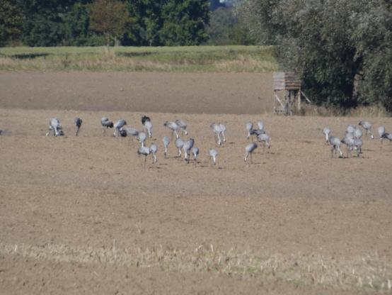 Viele Kraniche picken, suchen auf einem abgemähten Acker. Man sieht im Hintergrund: Wiesen, Bäume, und eine Jagdkanzel. Das Bild flimmert in der Mittagshitze.