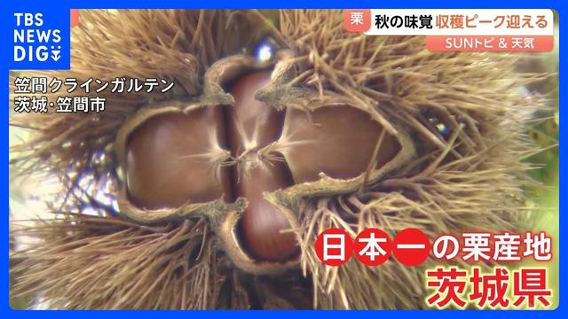 秋の味覚　栗の収穫がピークに【SUNトピ】｜TBS NEWS DIG