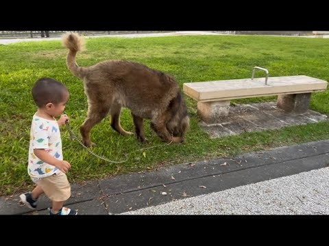 【超大型犬】　3ボーズ　Leonberger　レオンベルガー