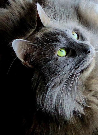 Captured Gibbs watching his fave show on Youtube.