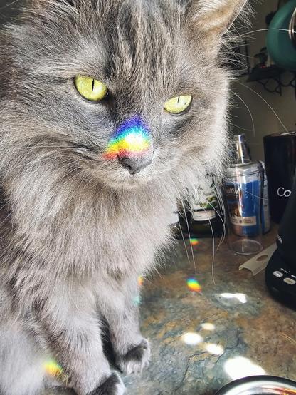 Pretty sure that Gibbs was booped by all of the gods in this moment.