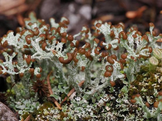 An extreme close-up of a tiny stand of lichen. The lichen is growing in minty-green, knobbly stalks capped with smooth, shiny, bulbous brown caps.