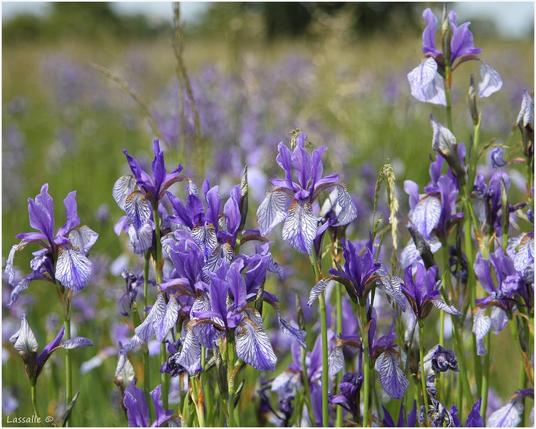 Blick auf eine Ansammlung unglaublich schöner, blauer Blüten. Es handelt sich um Lilien. Im Hintergrund sind Bäume zu sehen, die eine Sicht auf die Elbe begrenzen. Die Lilien stehen auf einer sehr feuchten Wildwiese, eingezäunt gegen Frevel. Zur Beobachtung findet sich am Rand eine Sitzgelegenheit, die Füße können hochgelegt werden.