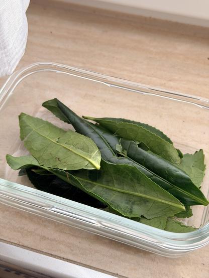 Rolled and squished green leaves rest in a glass container on a tiled windowsill in the shade. These should dry slowly, oxidising to become black tea.
