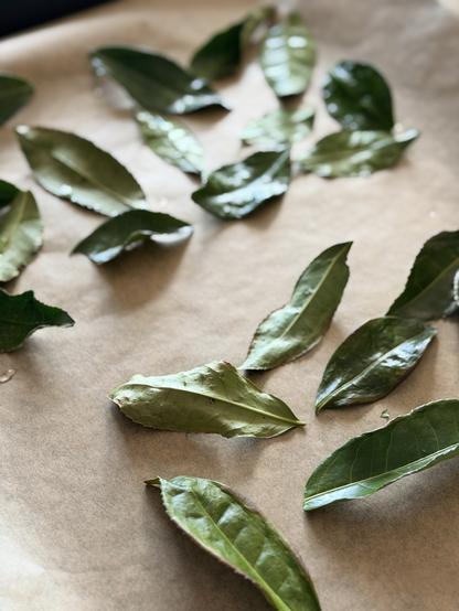 Green camellia sinensis leaves are spread out on a baking sheet lined either brown baking paper. The far leaves are a bit damp from being steamed (green tea), and the foreground are singled along their edges (hojicha).
