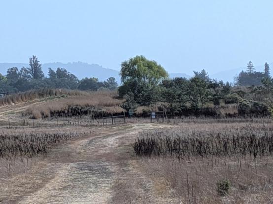 Dry dry grasses, some flattened, some standing, more dry reddish grasses, and greenish trees in the distance.