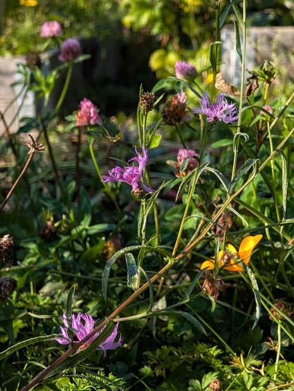 Lila Blüten der Wiesenflockenblumen, dahinter Goldmohn und Rotklee