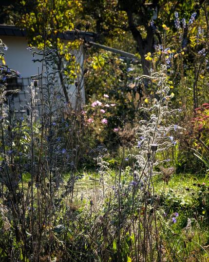 Der Natternkopf blüht nochmal kräftig, auch die Gemeine Ochzenzunge.
