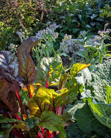 Der Borretsch blüht hinter Rote Bete und Wirsing