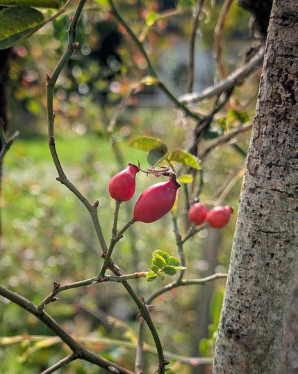 Die schönen Hagebutteb der Weinrose