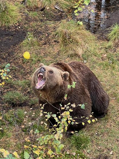 A bear catching an apple.