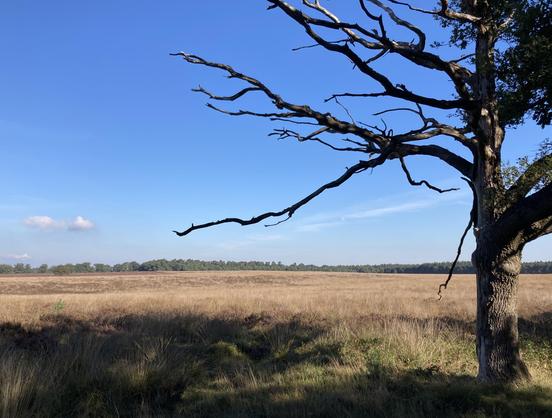 boom en uitzicht op heideveld