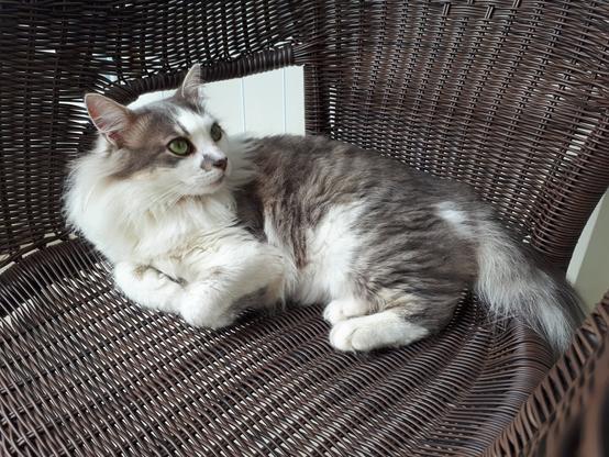 A grey and white cat resting on a chair and looking somewhere to the right of the camera.