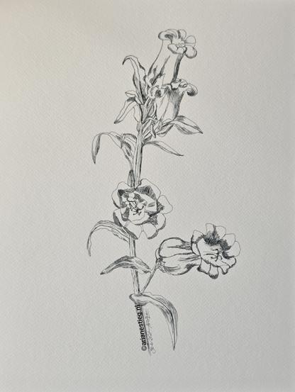 Een grijze inkt tekening van een medium Campanula; 3 bloemen

Eine Füllhalterzeichnung mit grauer Tinte einer Medium Campanula welche drei Blumen hat