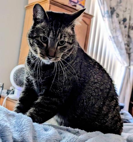 CC, my wife's 23 pound "sweet boy" of a cat, making biscuits while sitting on my wife, seeking attention and cuddles.
He really is the most fun a cat can be 😸
