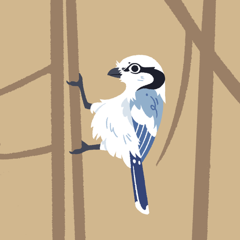 A painting of an azure tit hanging on to a horizontal stalk of grass.