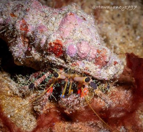 A hermit crab with spiky hairs on its its red legs crawling over an ocean reef. Its eye stalks are khaki-colored with black tips. Its rough shell is pinkish and covered with debris.