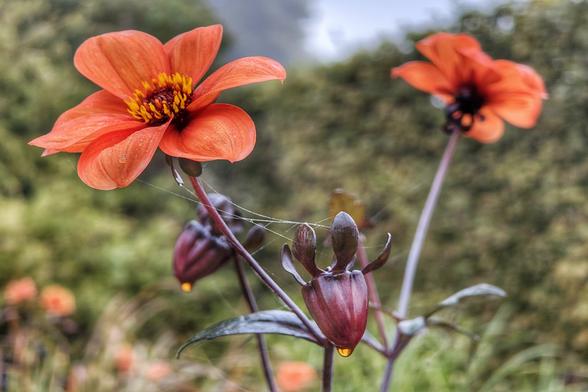 Zwei v-förmig stehende rote Blumen und darunter zwei nussartig aussehende rotbraune Knospen, an deren unteren Ende ein goldfarbener Wassertropfen hängt. Dazwischen sind Spinnweben.