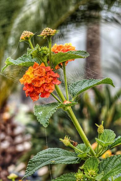 Eine Blüte mit Spinnweben. Im Hintergrund unscharf eine Palme.
