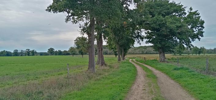 Un chemin passe entre quelques arbres et des prés
